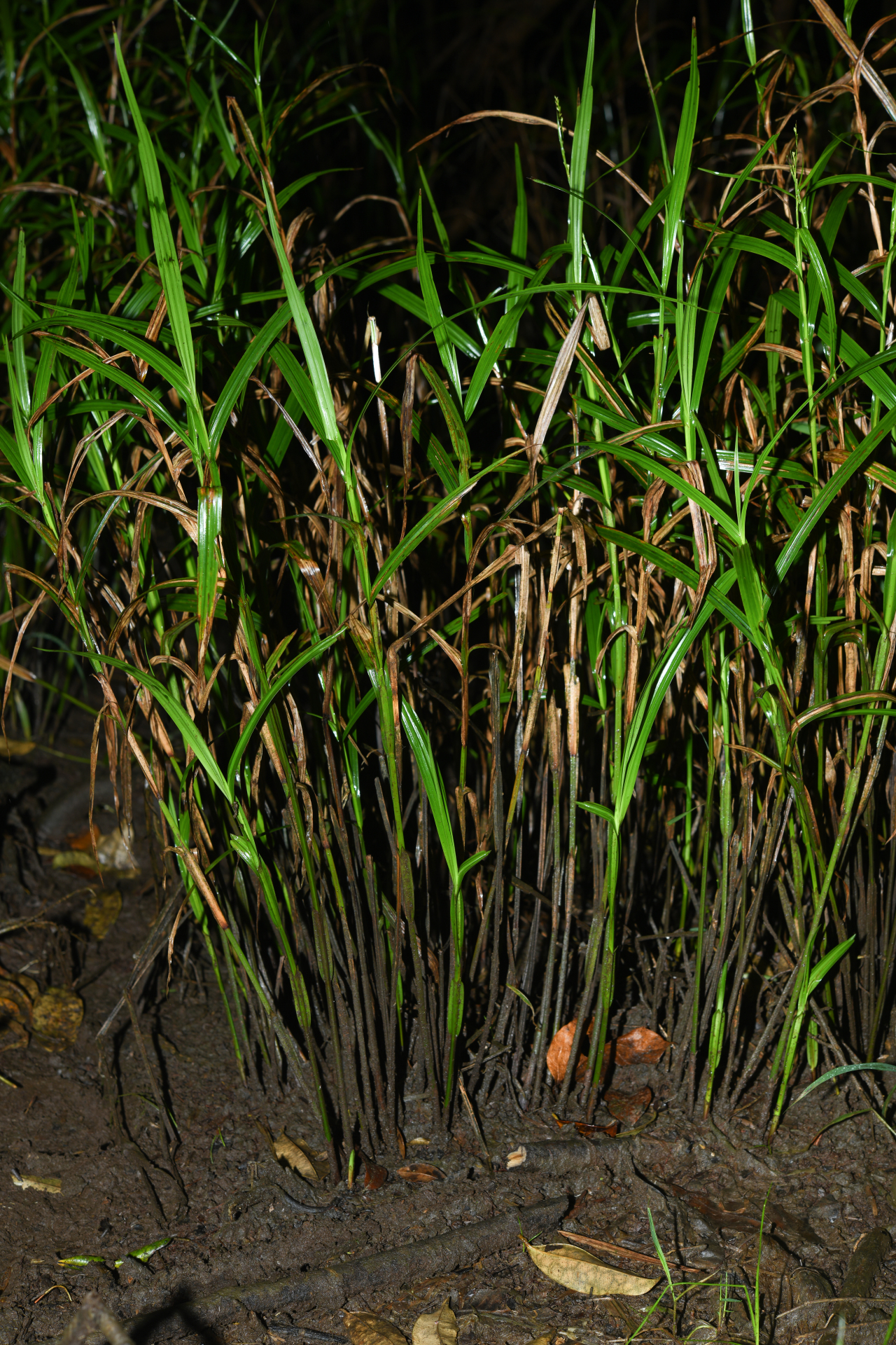Scleria microcarpa Nees ex Kunth - Photo Bivouac Naturaliste