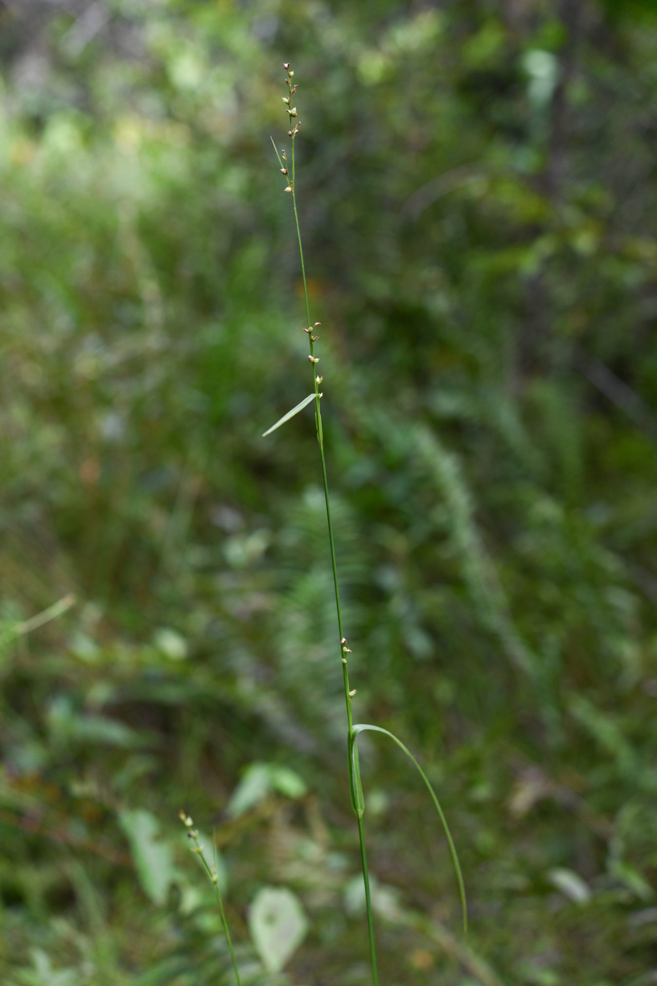 Scleria microcarpa Nees ex Kunth - Photo Bivouac Naturaliste