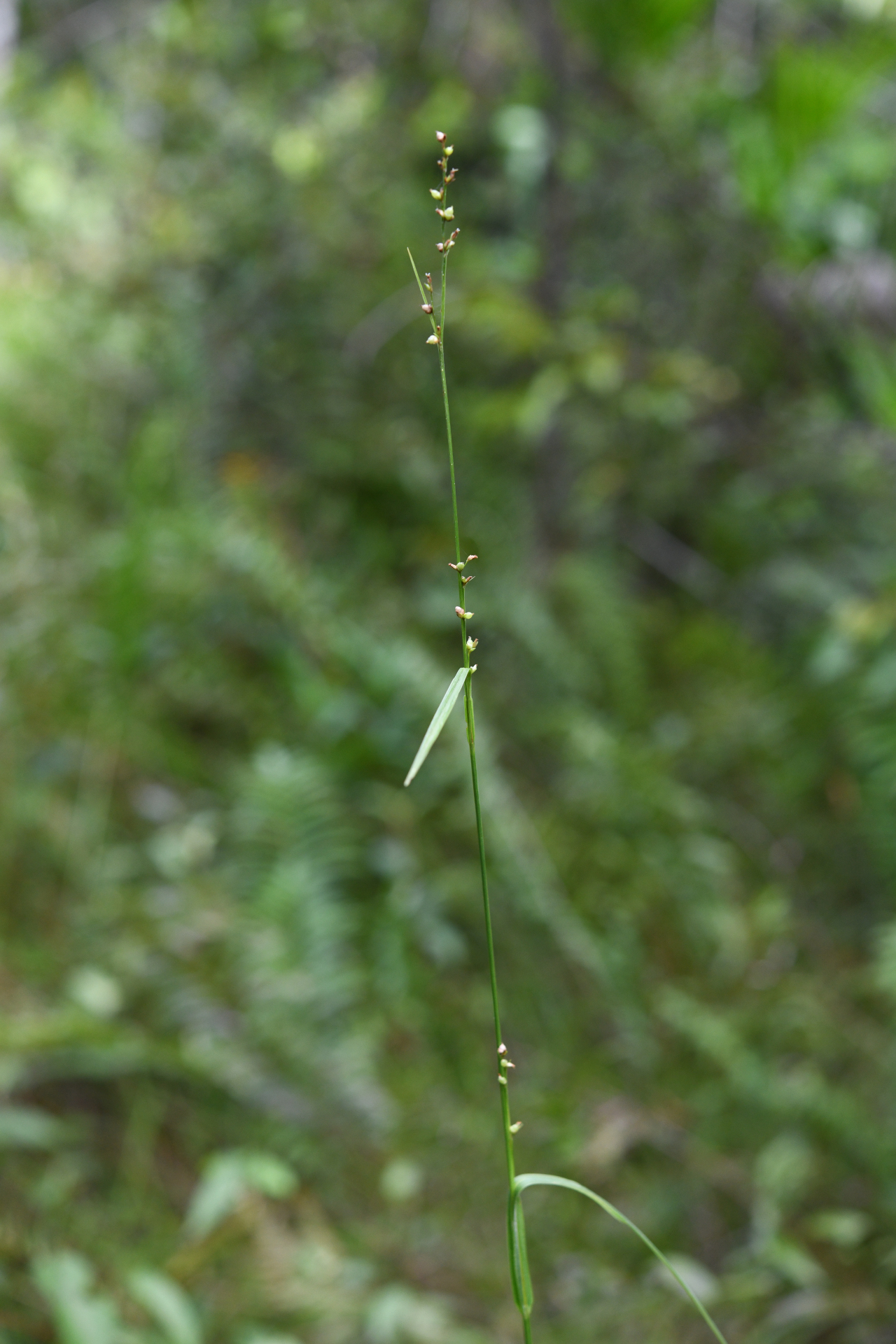 Scleria microcarpa Nees ex Kunth - Photo Bivouac Naturaliste