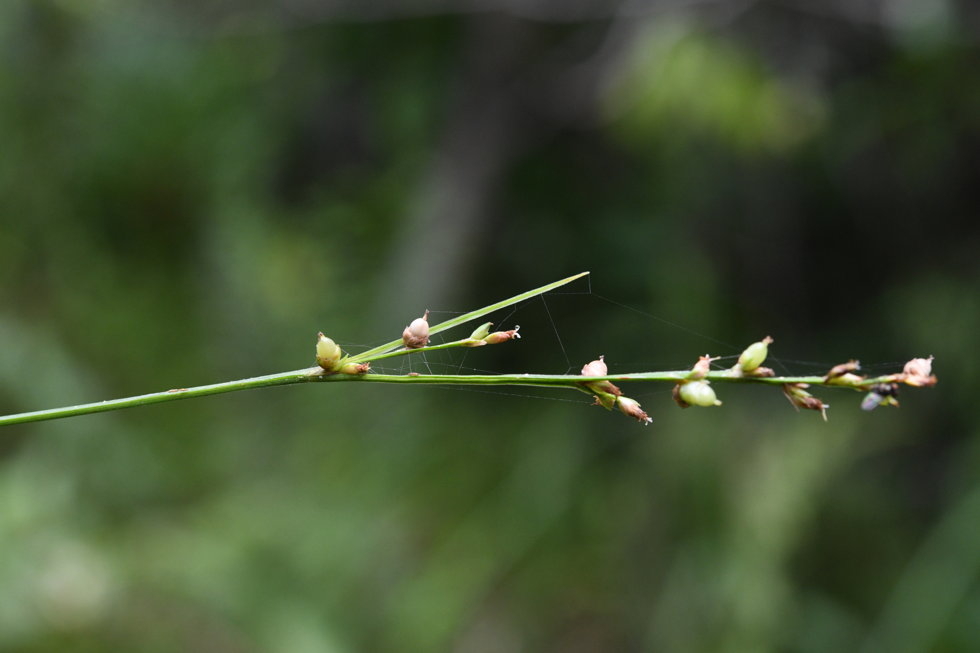 Scleria microcarpa Nees ex Kunth - Photo Bivouac Naturaliste