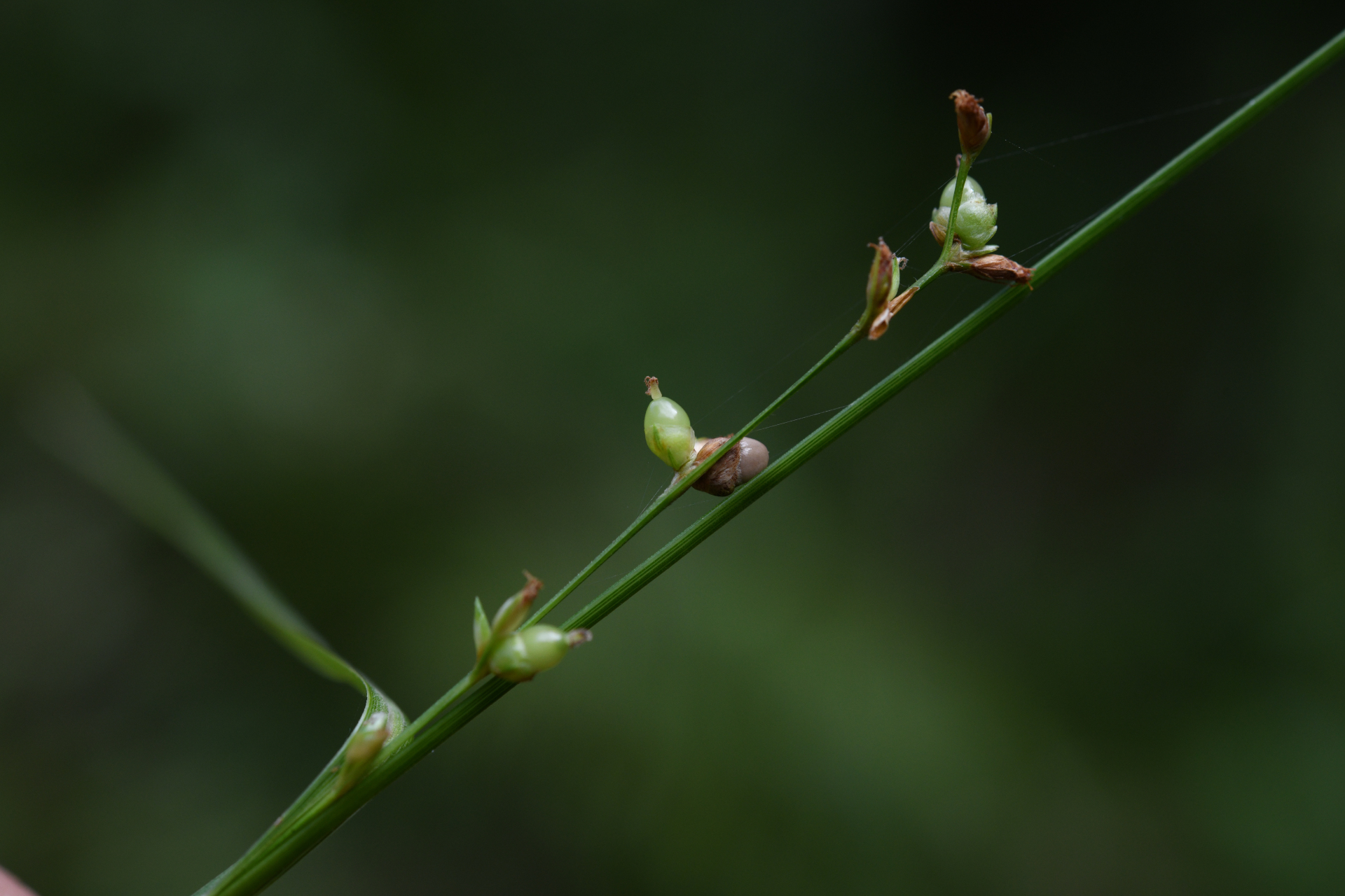 Scleria microcarpa Nees ex Kunth - Photo Bivouac Naturaliste