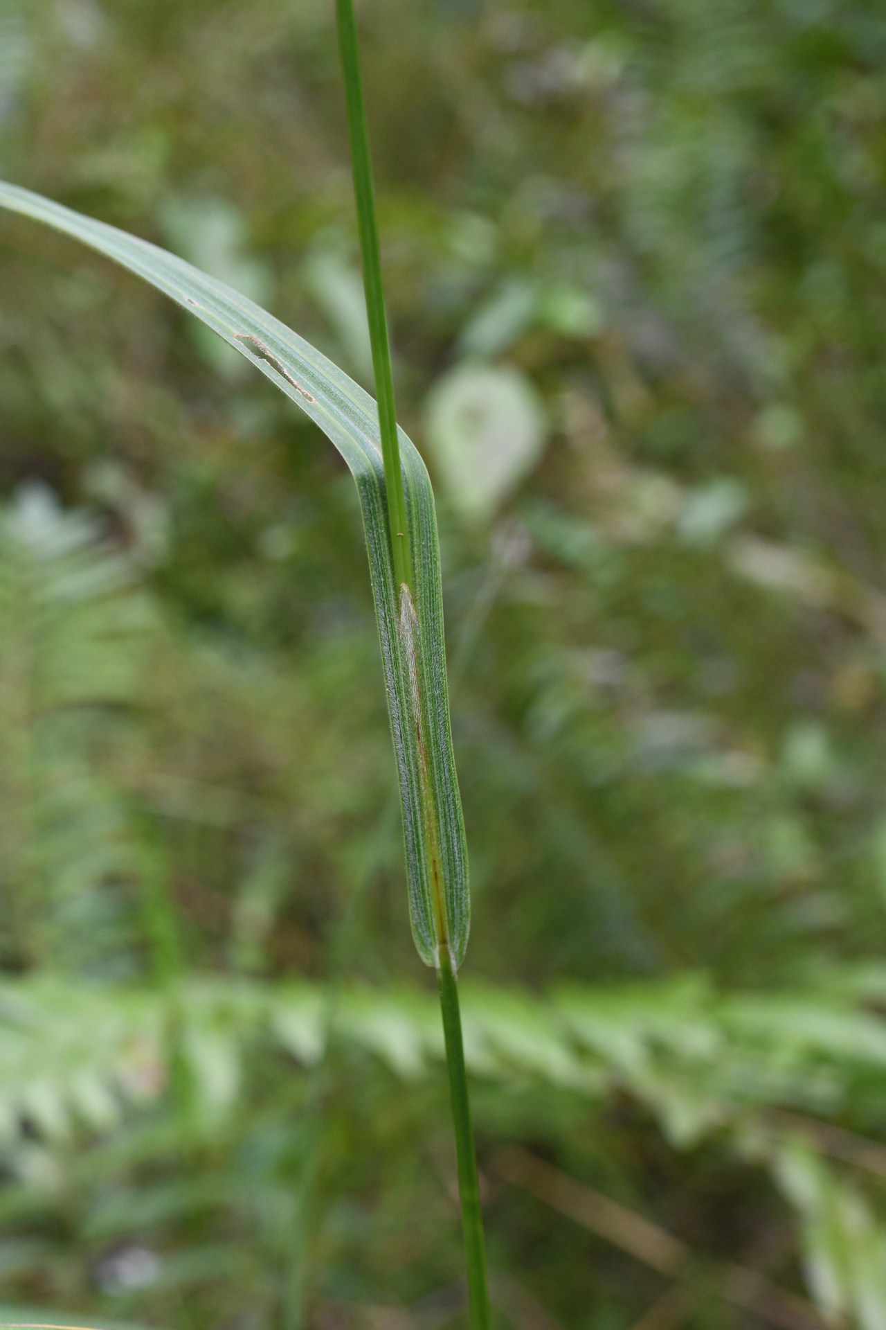 Scleria microcarpa Nees ex Kunth - Photo Bivouac Naturaliste