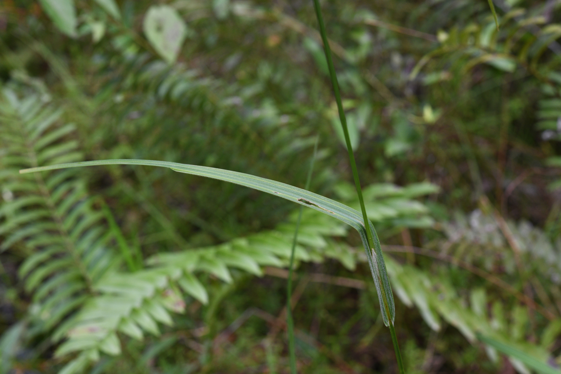 Scleria microcarpa Nees ex Kunth - Photo Bivouac Naturaliste