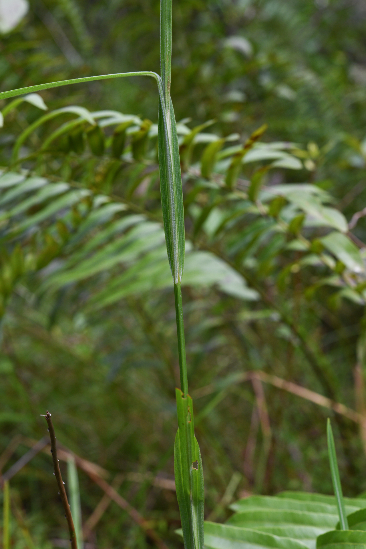 Scleria microcarpa Nees ex Kunth - Photo Bivouac Naturaliste