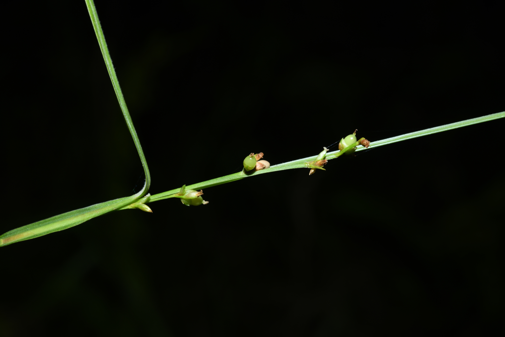 Scleria microcarpa Nees ex Kunth - Photo Bivouac Naturaliste