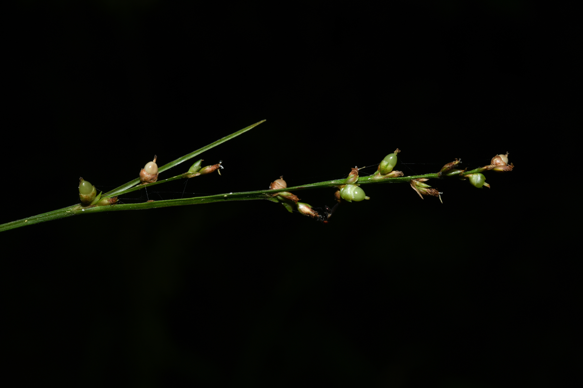 Scleria microcarpa Nees ex Kunth - Photo Bivouac Naturaliste