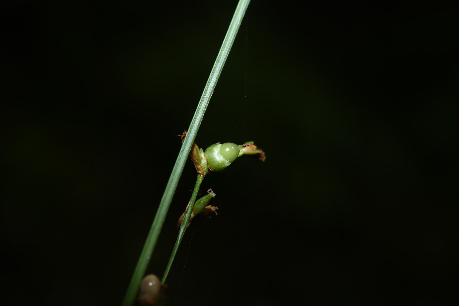 Scleria microcarpa Nees ex Kunth - Photo Bivouac Naturaliste
