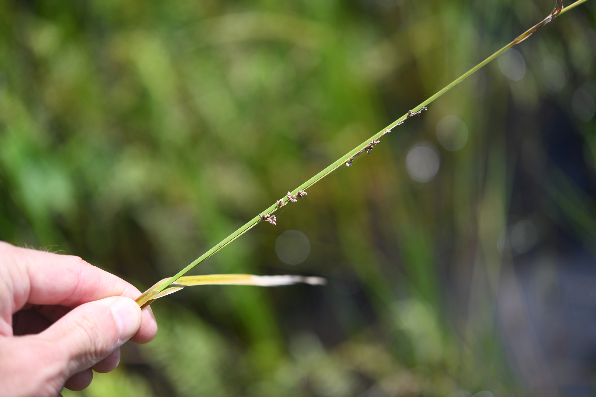 Scleria microcarpa Nees ex Kunth - Photo Bivouac Naturaliste