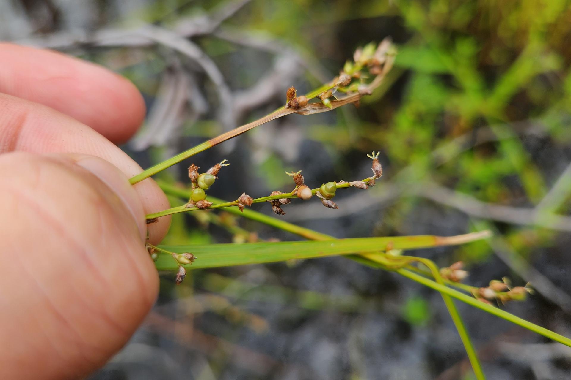 Scleria microcarpa Nees ex Kunth - Photo Bivouac Naturaliste