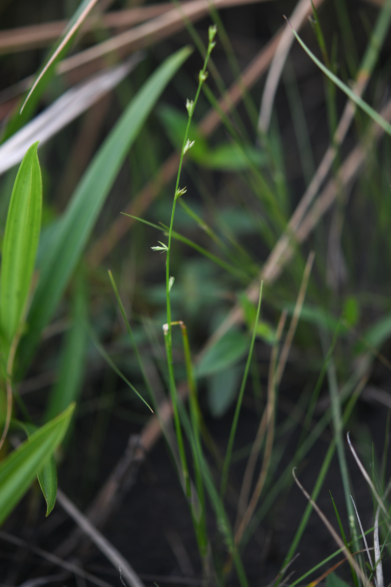Scleria distans var. distans - Photo Bivouac Naturaliste