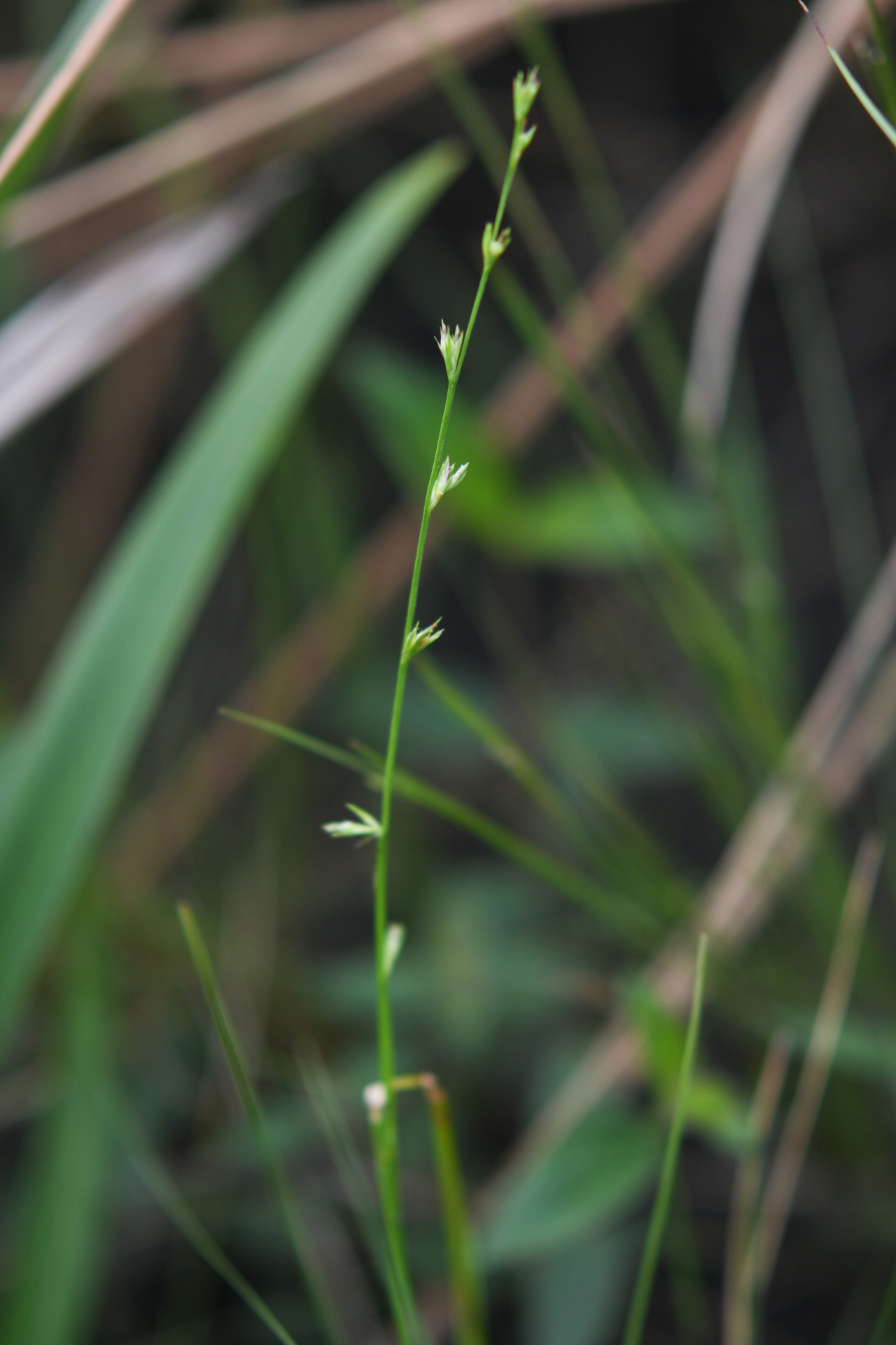 Scleria distans var. distans - Photo Bivouac Naturaliste