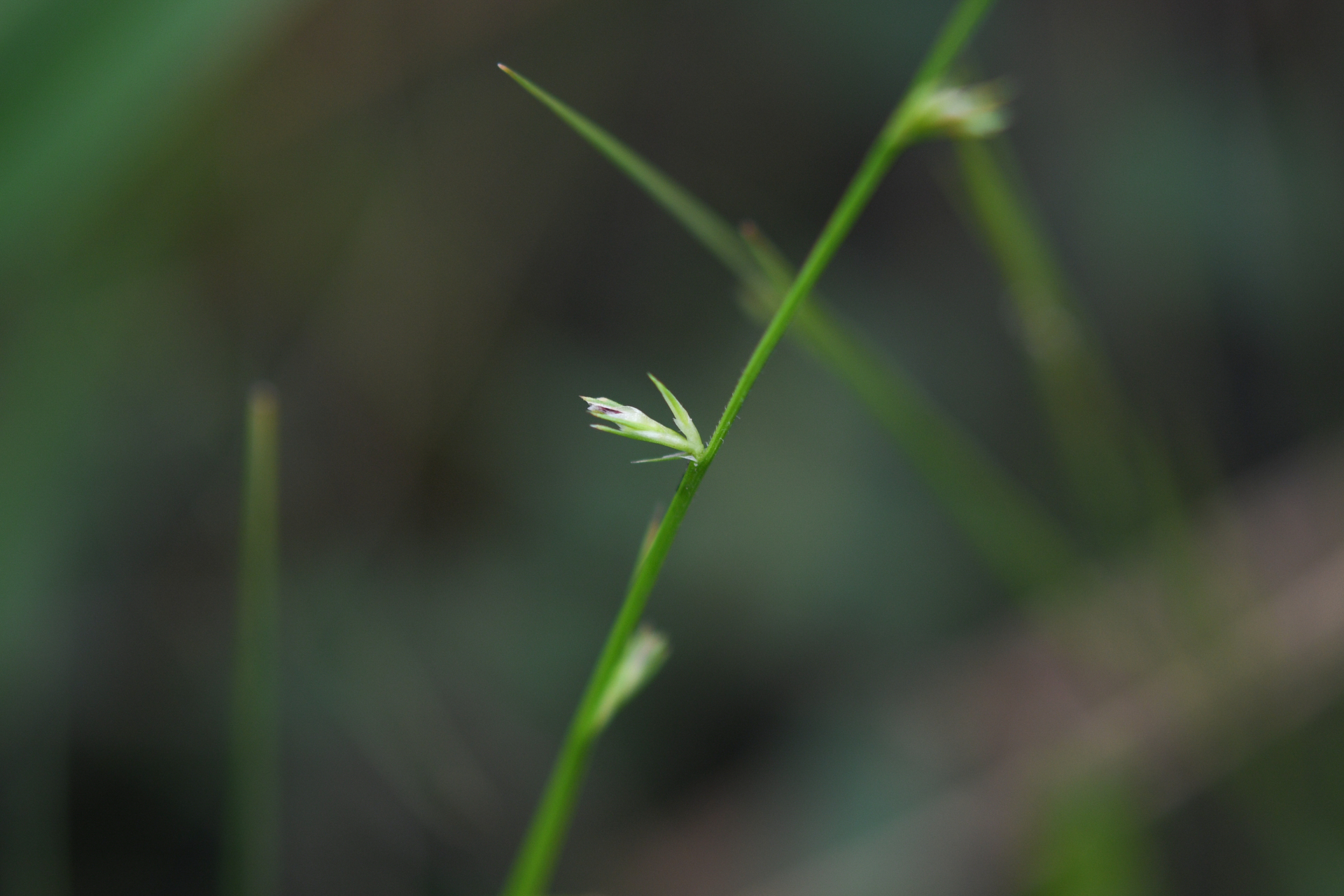 Scleria distans var. distans - Photo Bivouac Naturaliste