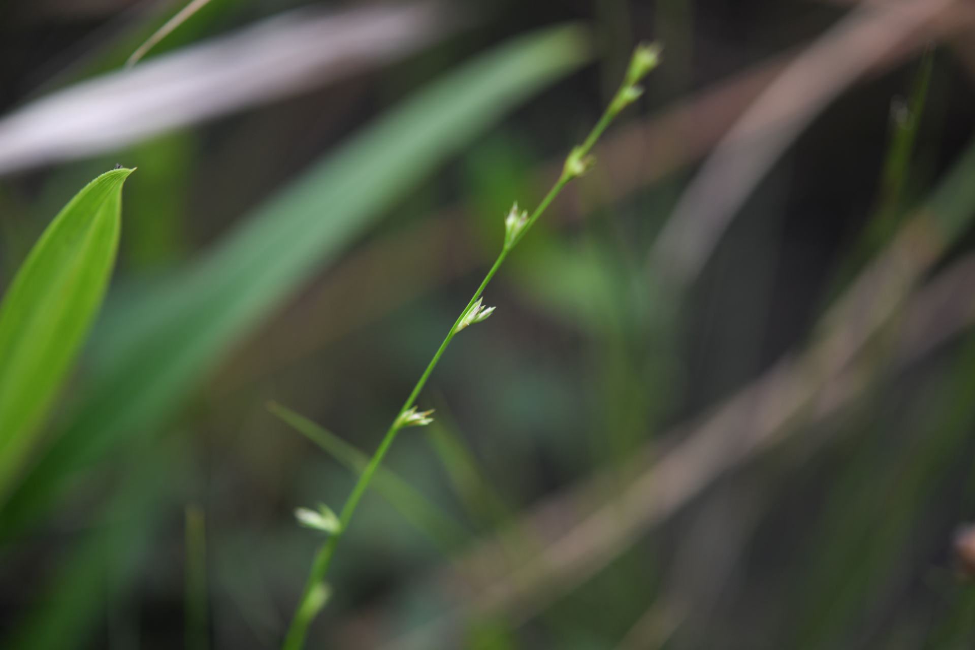 Scleria distans var. distans - Photo Bivouac Naturaliste