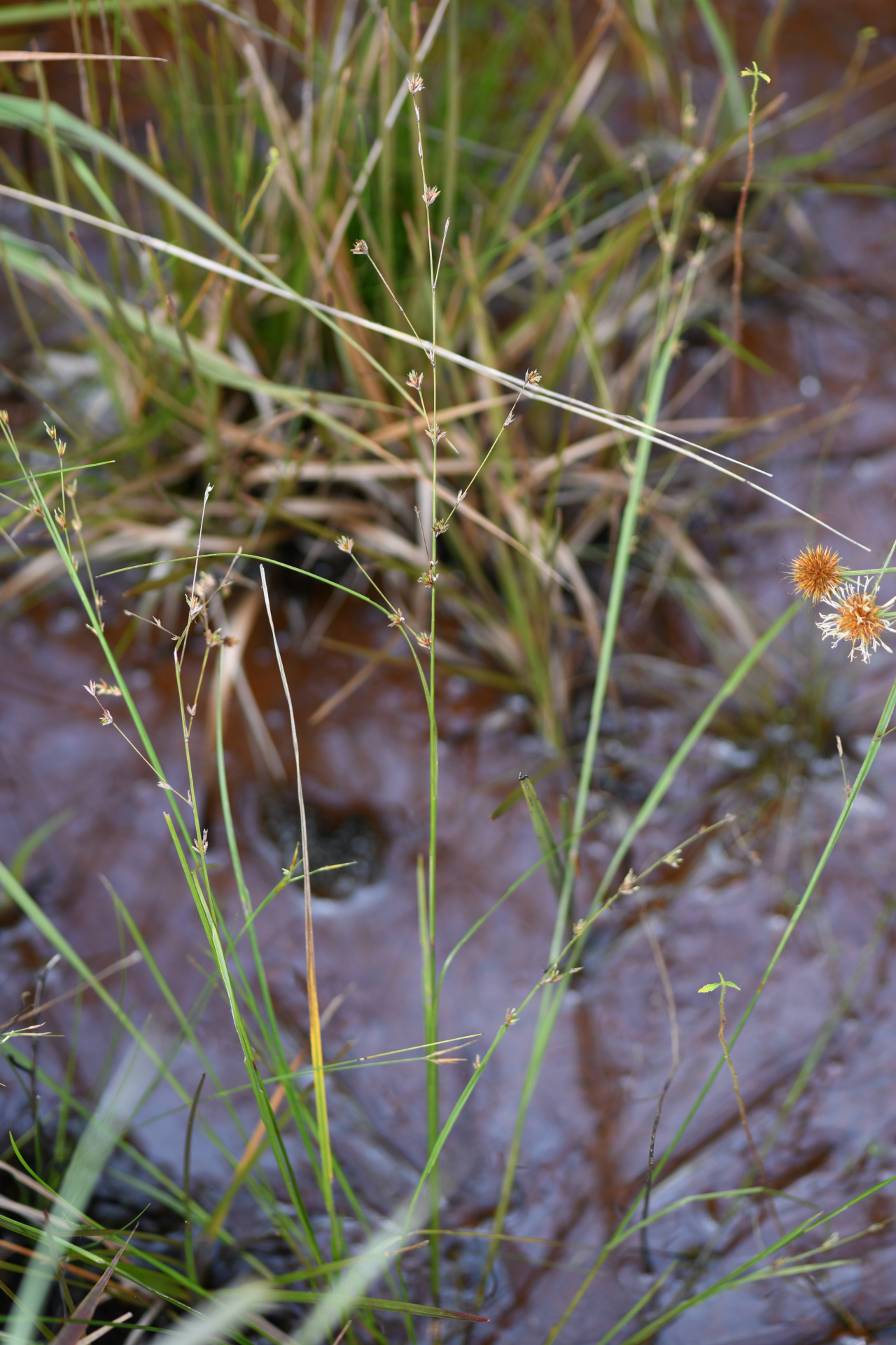Scleria distans var. distans - Photo Bivouac Naturaliste