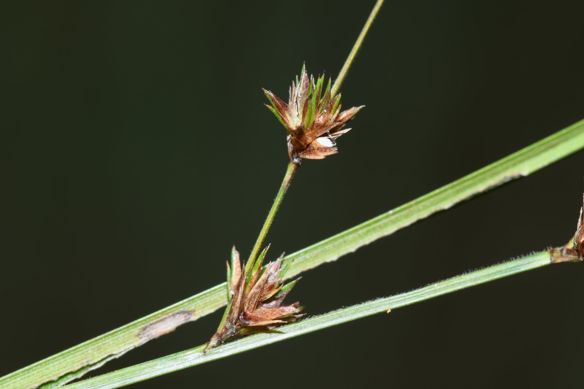 Scleria distans var. distans - Photo Bivouac Naturaliste