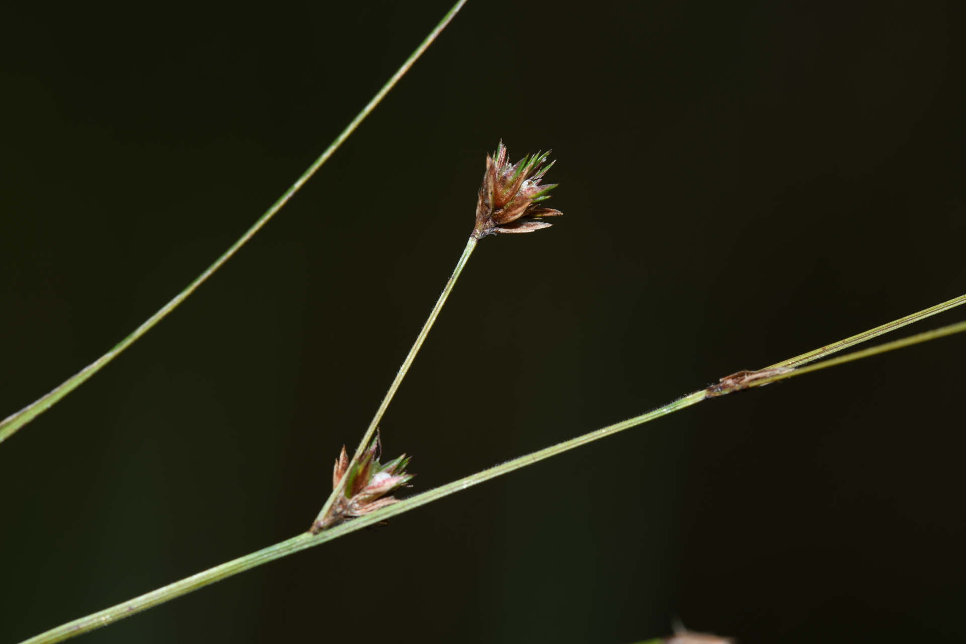 Scleria distans var. distans - Photo Bivouac Naturaliste
