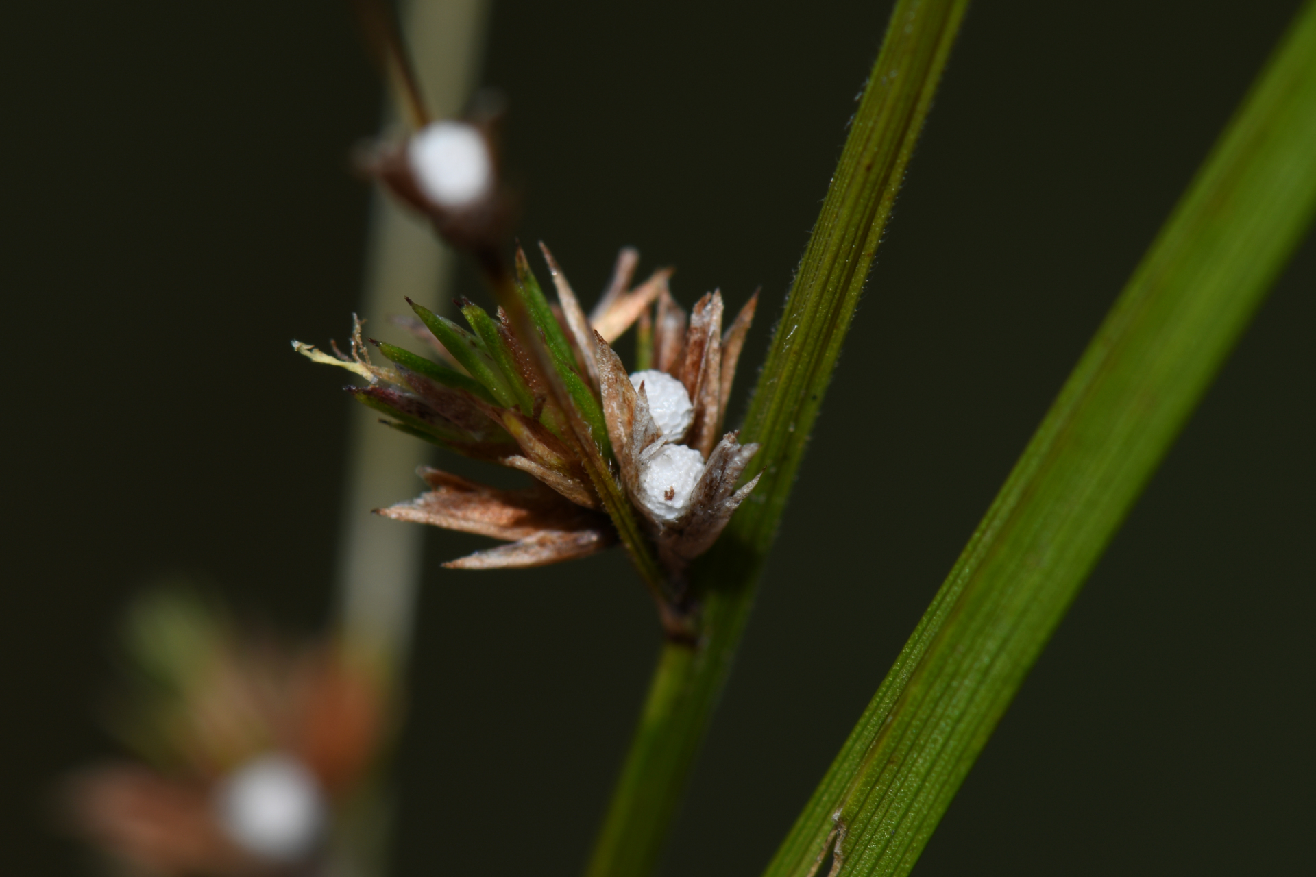 Scleria distans var. distans - Photo Bivouac Naturaliste