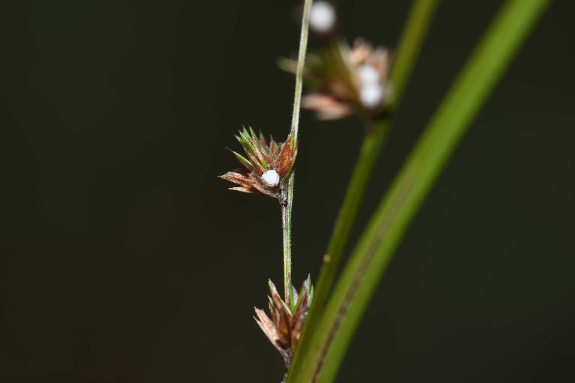 Scleria distans var. distans - Photo Bivouac Naturaliste