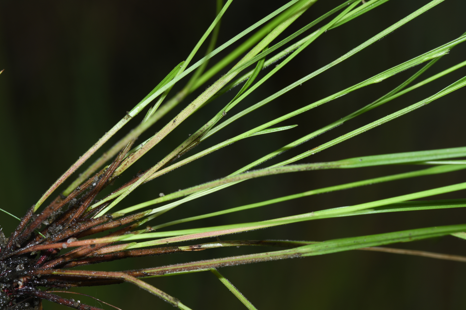 Scleria distans var. distans - Photo Bivouac Naturaliste