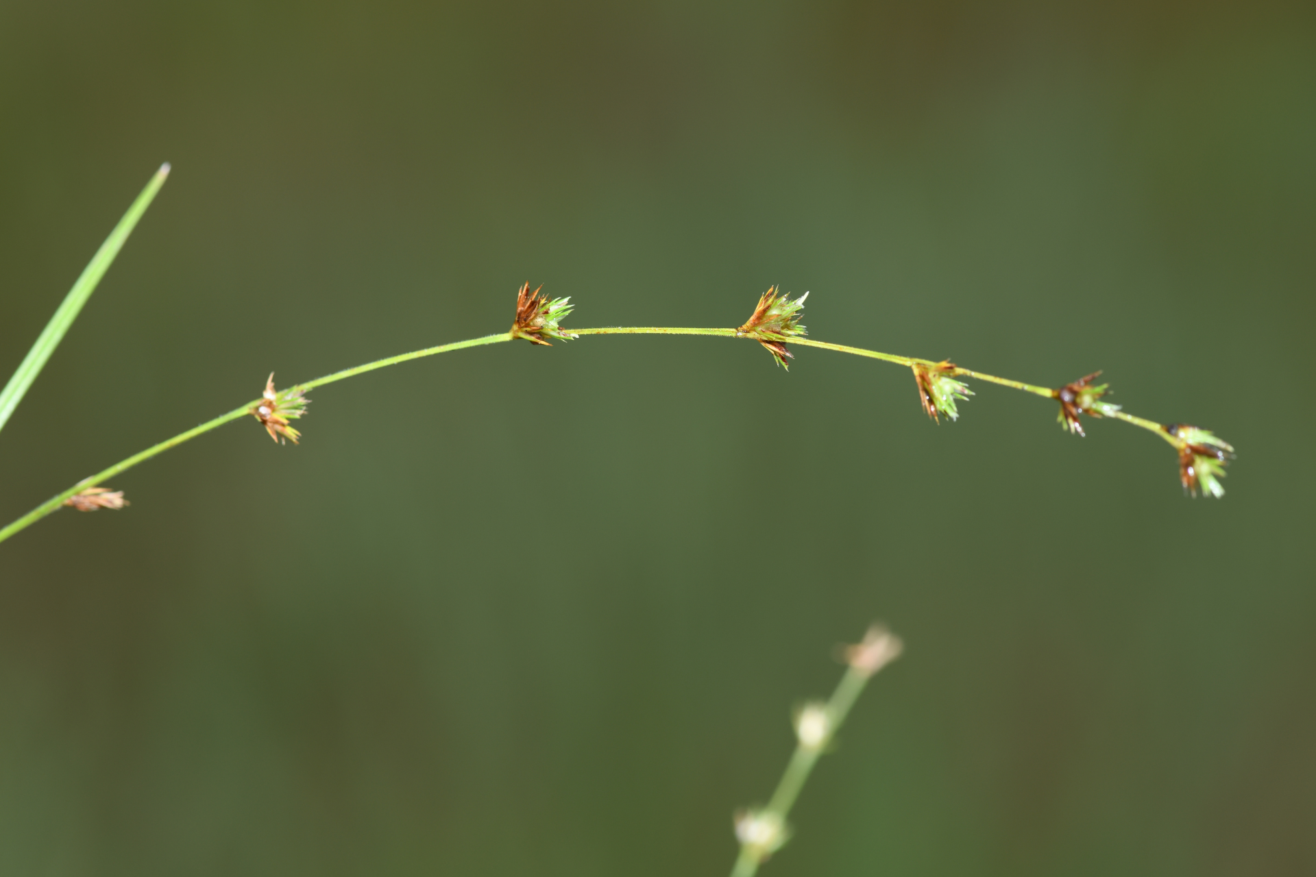 Scleria distans var. distans - Photo Bivouac Naturaliste