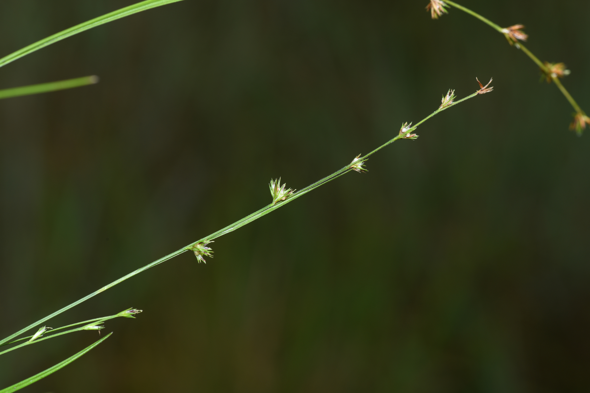 Scleria distans var. distans - Photo Bivouac Naturaliste
