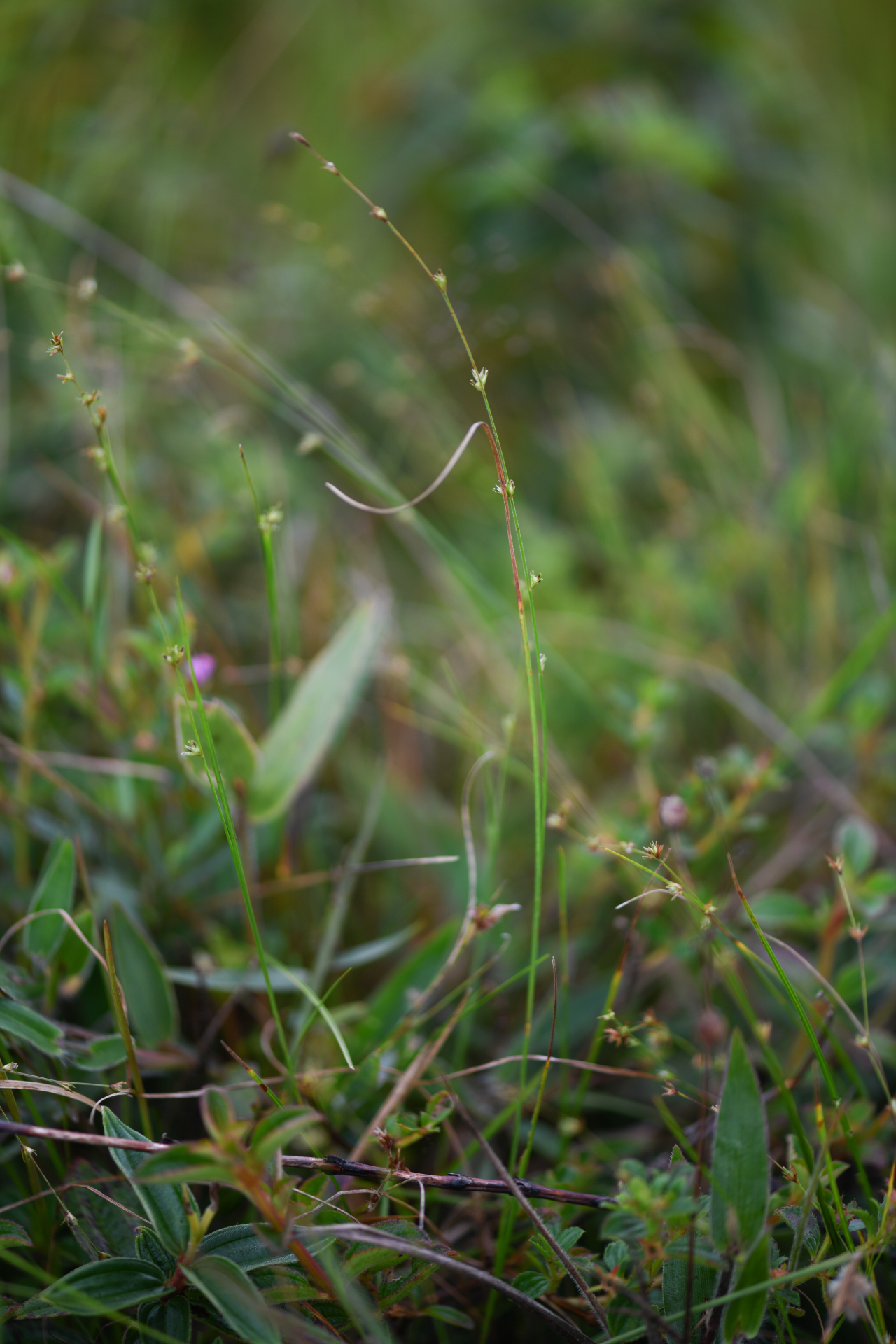 Scleria distans var. distans - Photo Bivouac Naturaliste