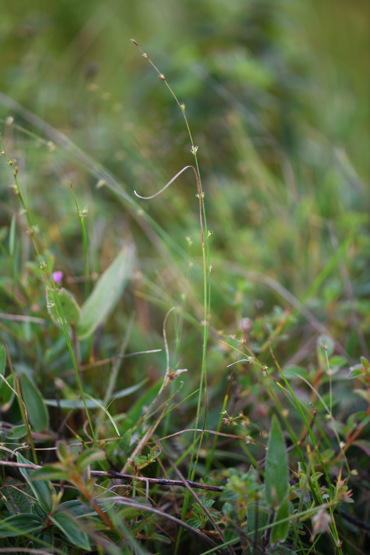 Scleria distans var. distans - Photo Bivouac Naturaliste