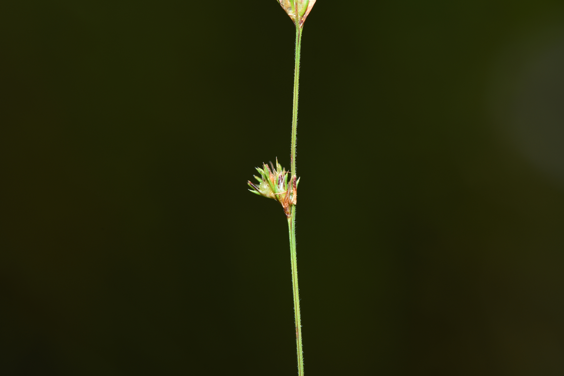 Scleria distans var. distans - Photo Bivouac Naturaliste