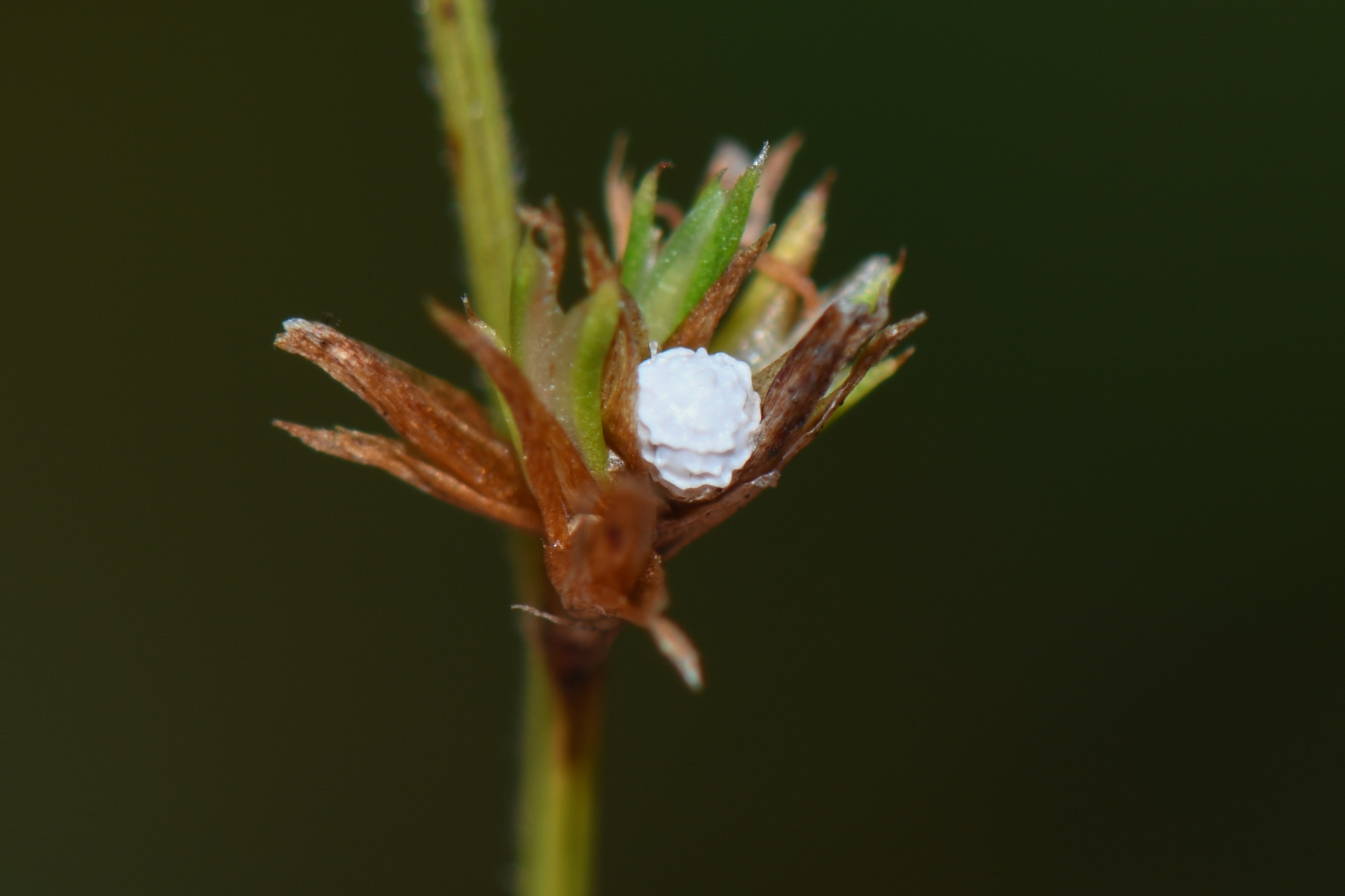 Scleria distans var. distans - Photo Bivouac Naturaliste