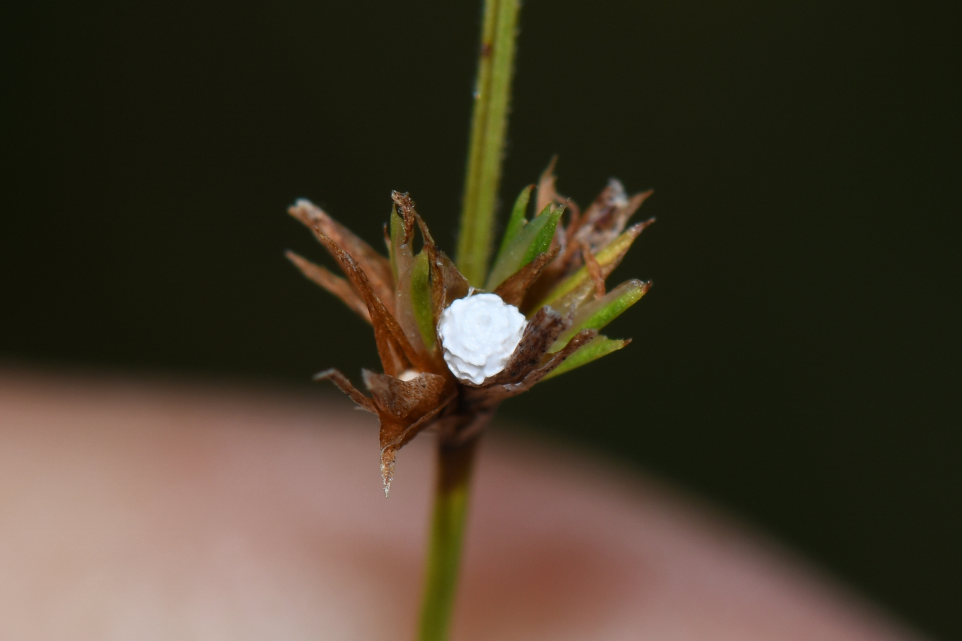 Scleria distans var. distans - Photo Bivouac Naturaliste
