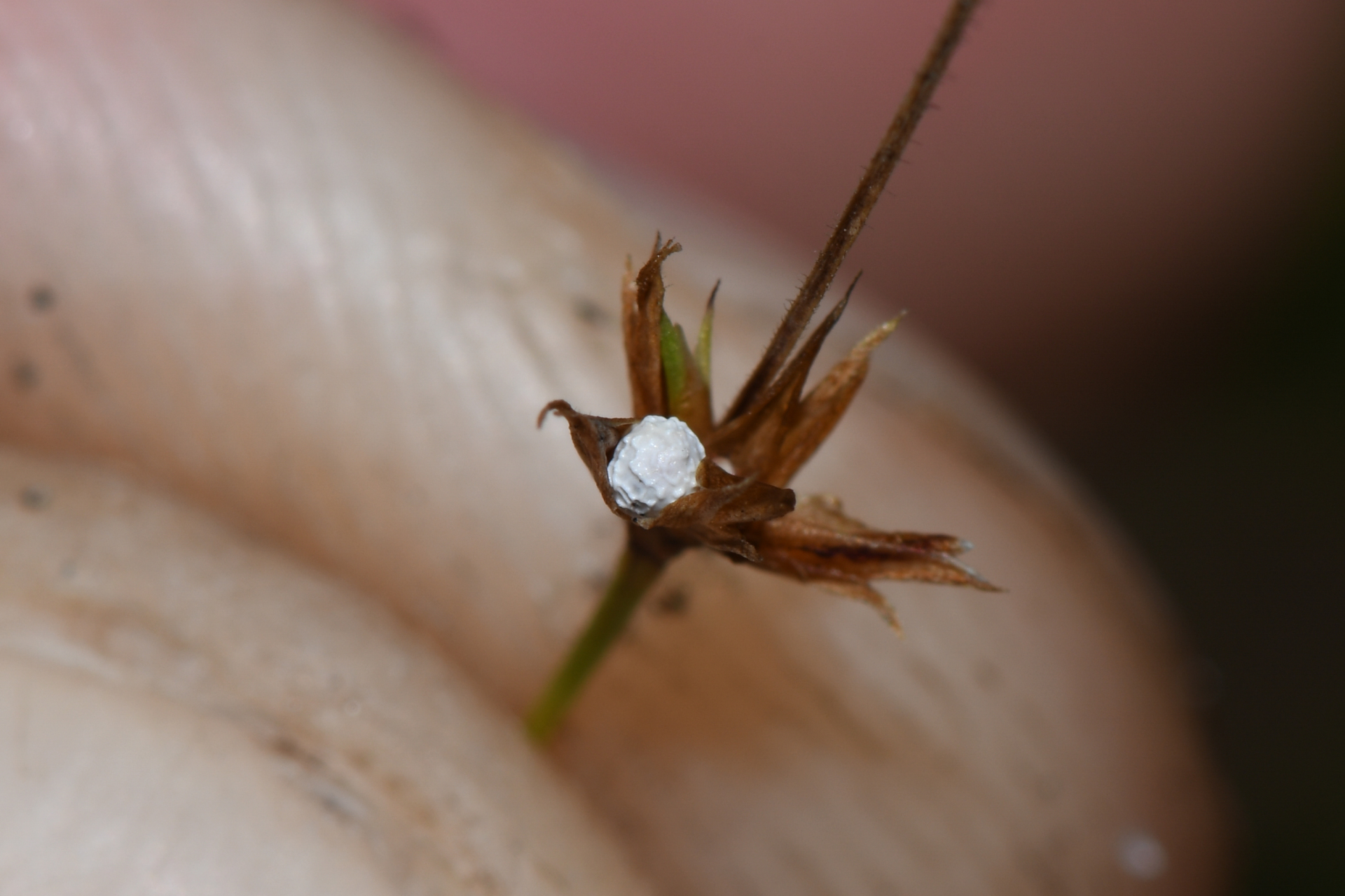 Scleria distans var. distans - Photo Bivouac Naturaliste