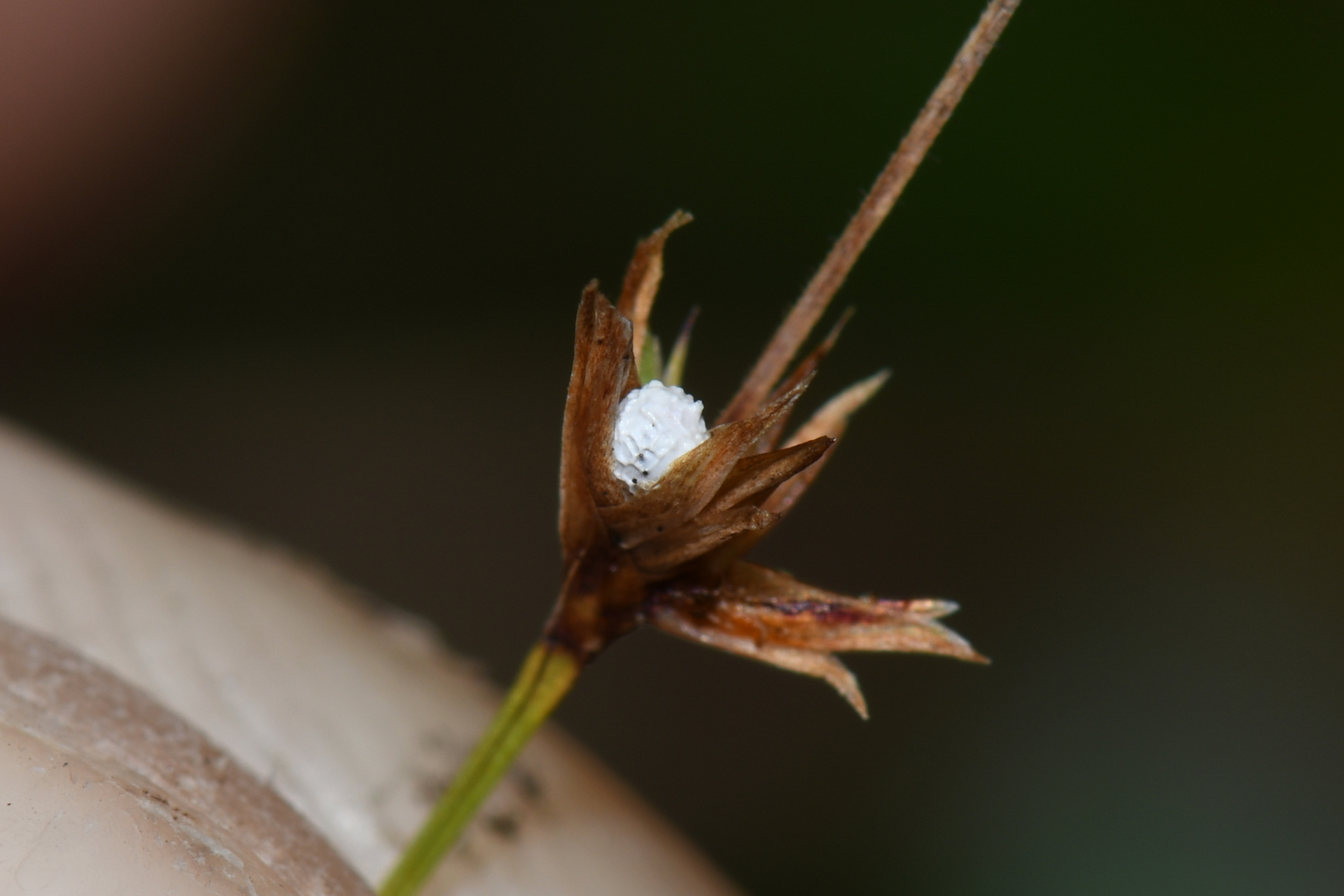 Scleria distans var. distans - Photo Bivouac Naturaliste