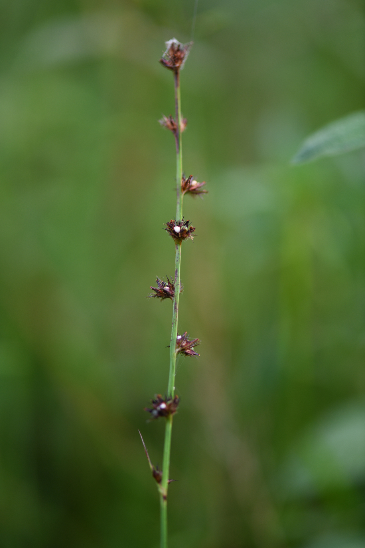 Scleria hirtella Michx. - Photo Bivouac Naturaliste
