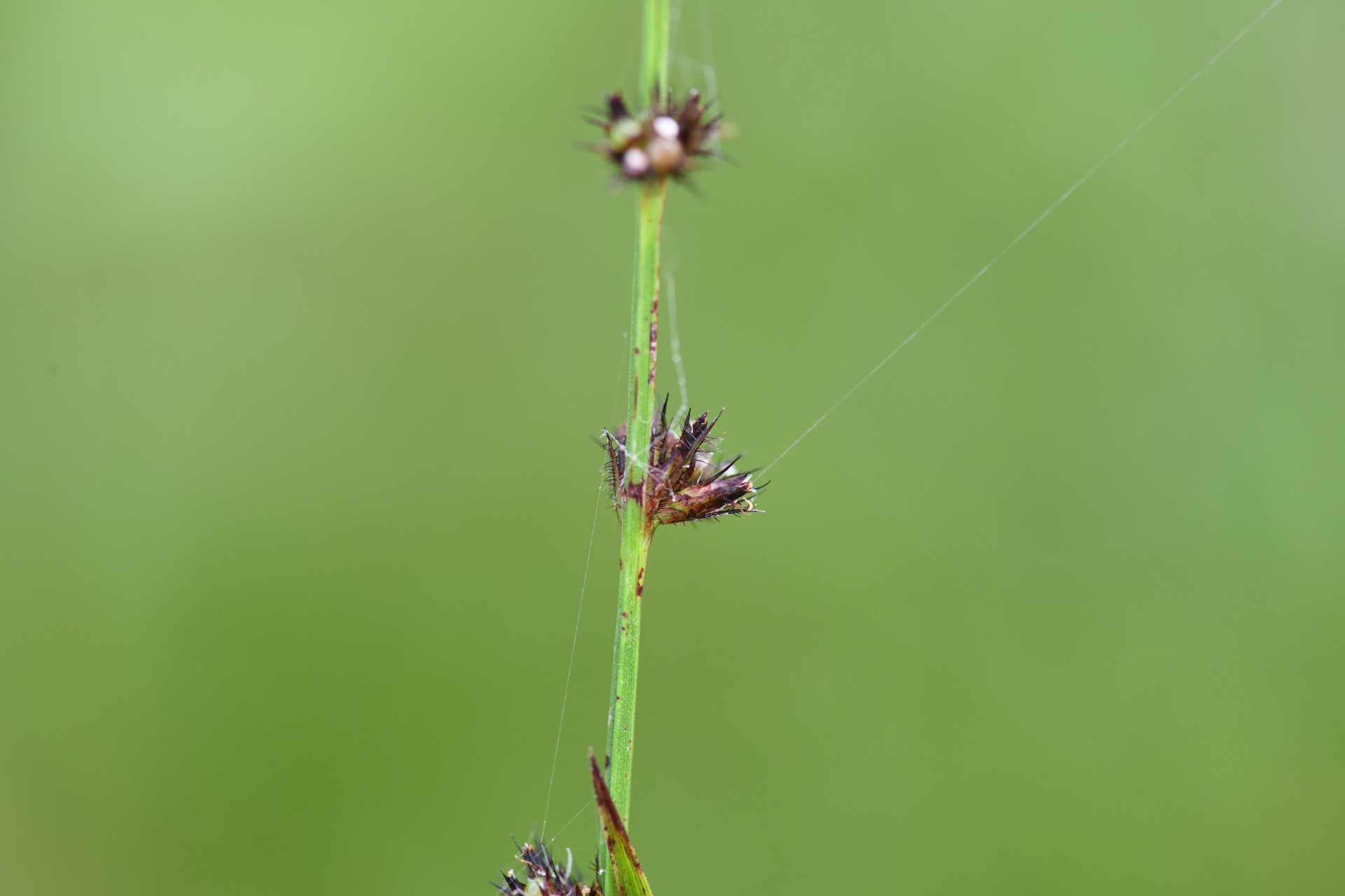 Scleria hirtella Michx. - Photo Bivouac Naturaliste