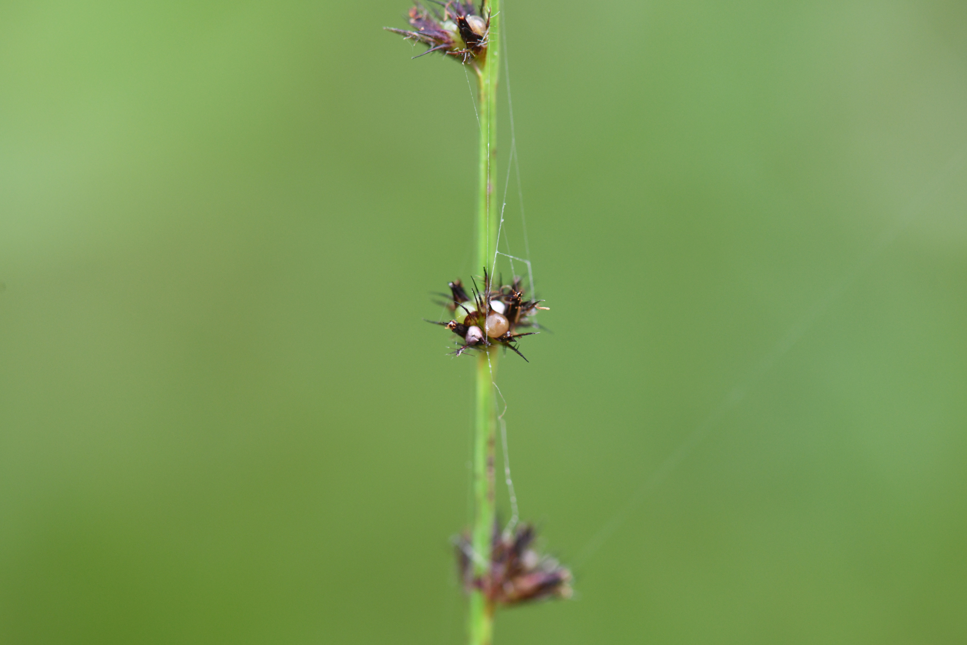 Scleria hirtella Michx. - Photo Bivouac Naturaliste
