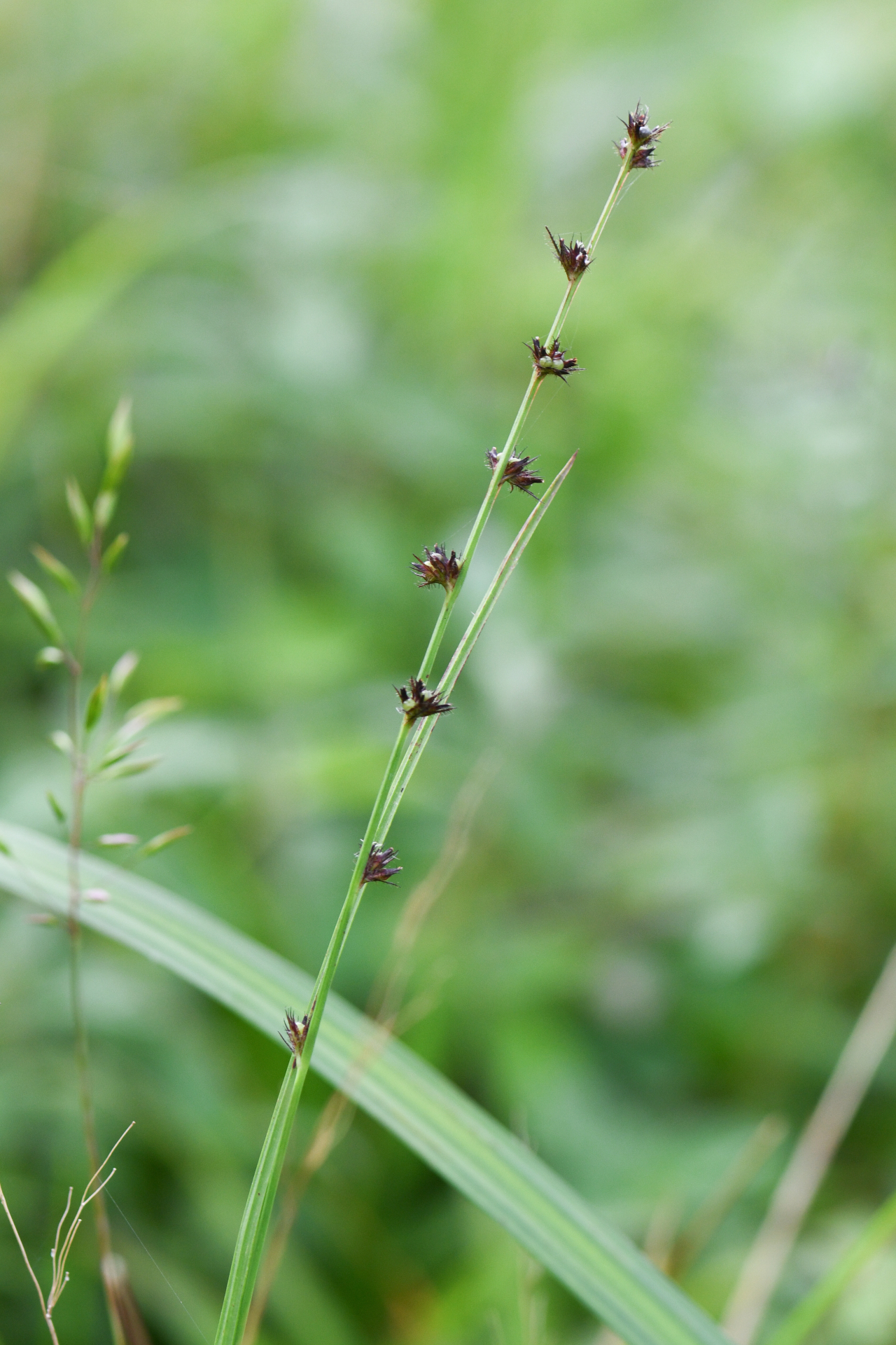 Scleria hirtella Michx. - Photo Bivouac Naturaliste