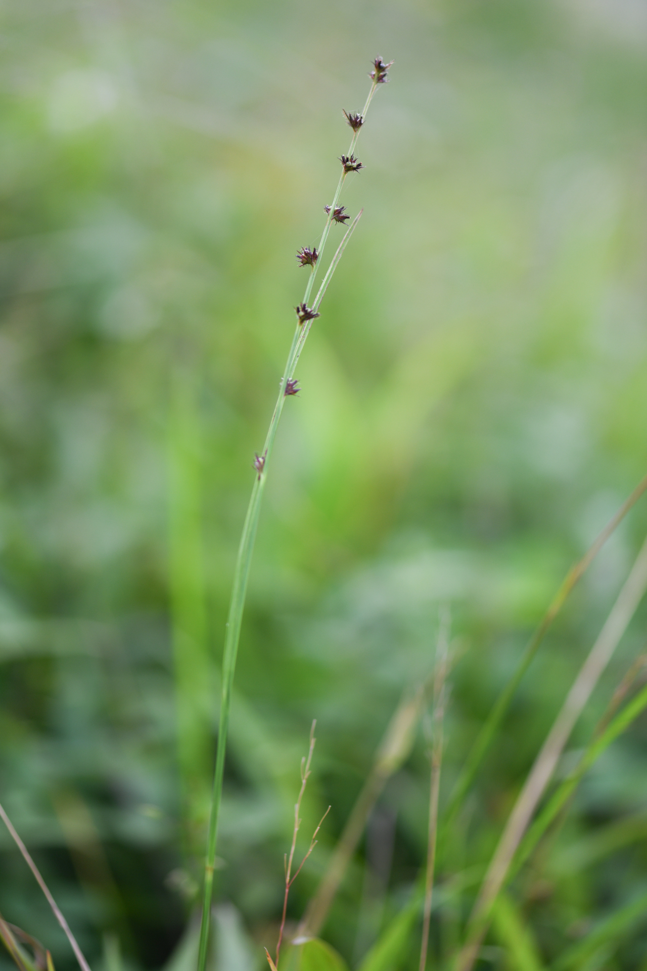 Scleria hirtella Michx. - Photo Bivouac Naturaliste