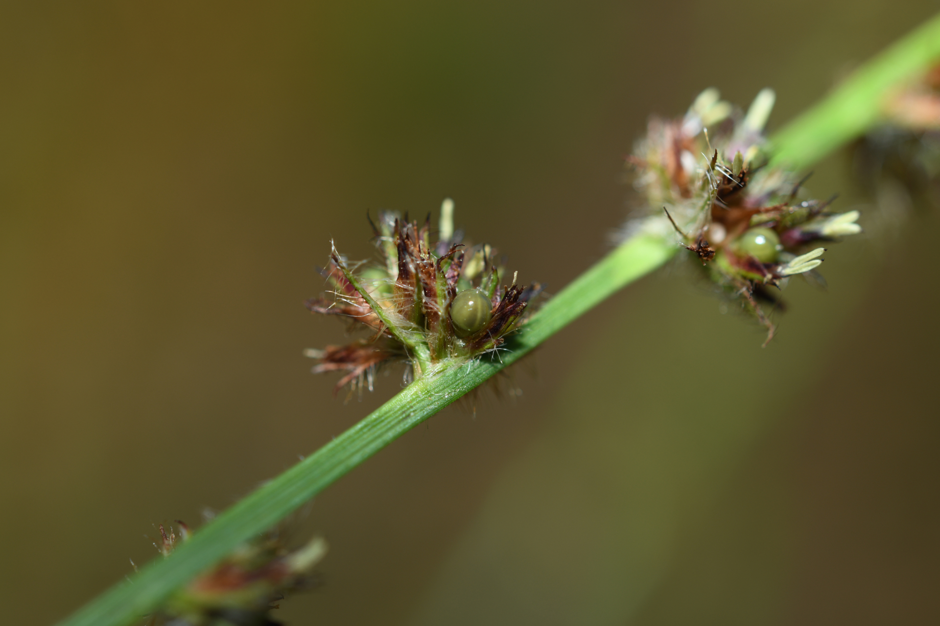 Scleria hirtella Michx. - Photo Bivouac Naturaliste