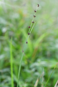 Scleria hirtella Michx.
