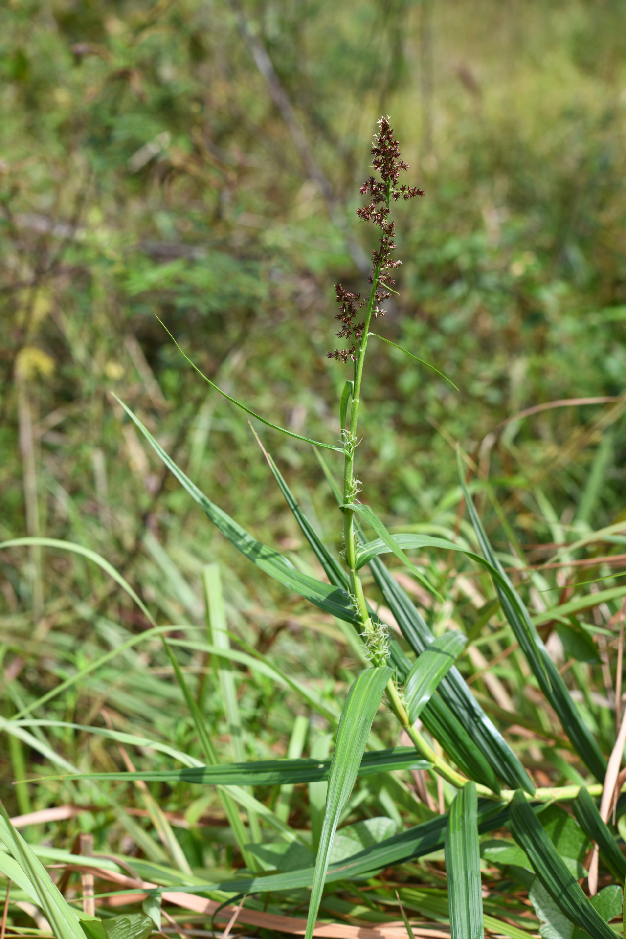 Scleria bracteata Cav. - Photo Bivouac Naturaliste