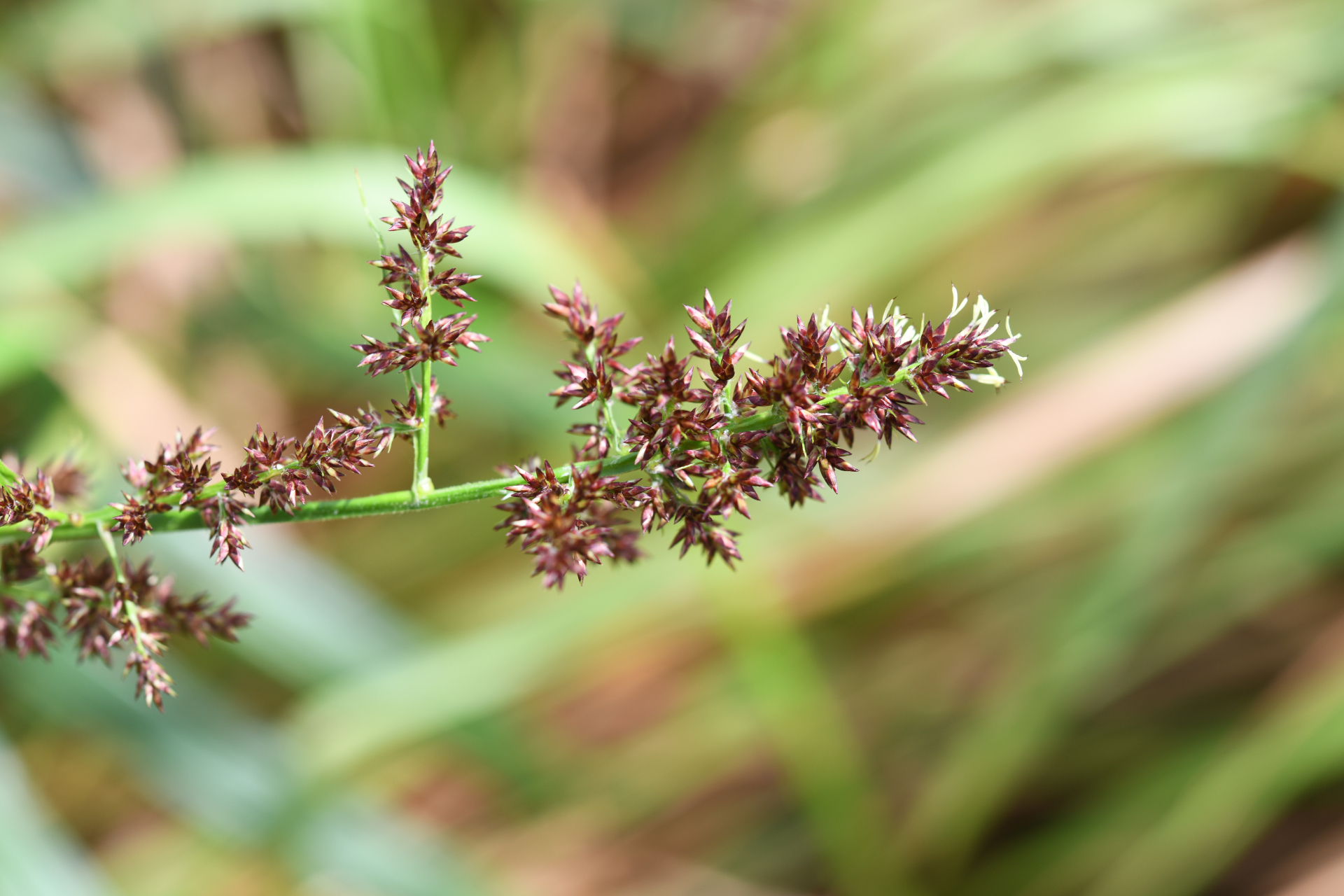 Scleria bracteata Cav. - Photo Bivouac Naturaliste
