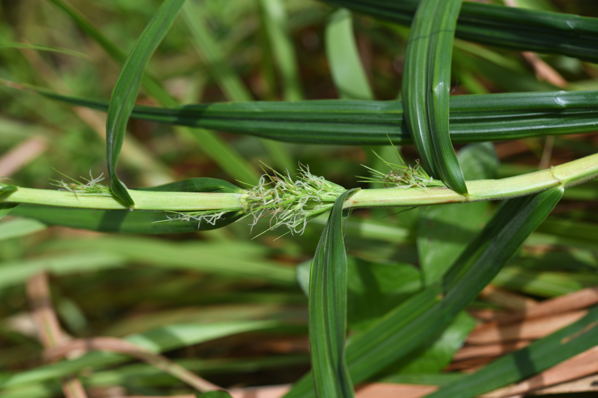 Scleria bracteata Cav. - Photo Bivouac Naturaliste