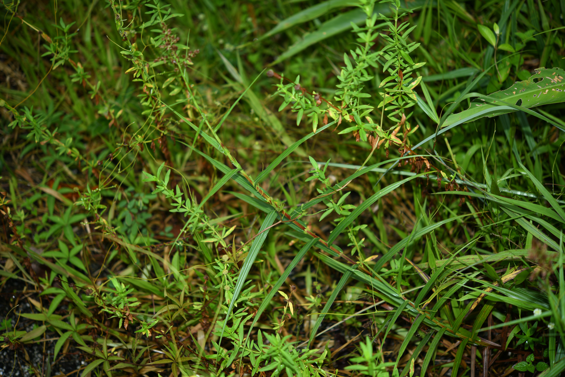 Scleria bracteata Cav. - Photo Bivouac Naturaliste