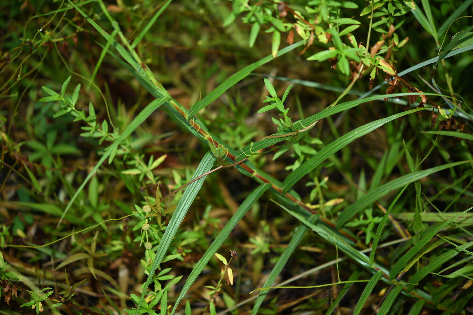 Scleria bracteata Cav. - Photo Bivouac Naturaliste