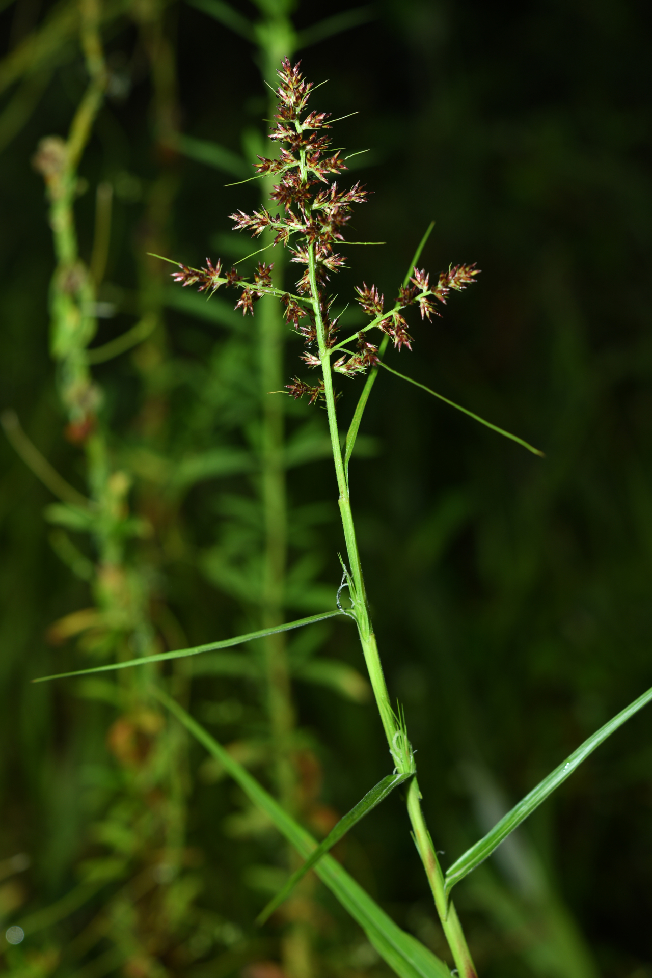Scleria bracteata Cav. - Photo Bivouac Naturaliste
