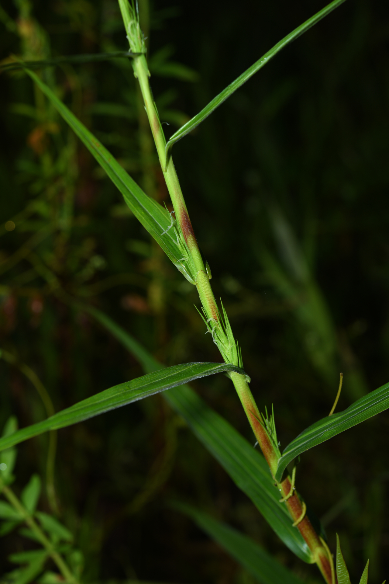 Scleria bracteata Cav. - Photo Bivouac Naturaliste