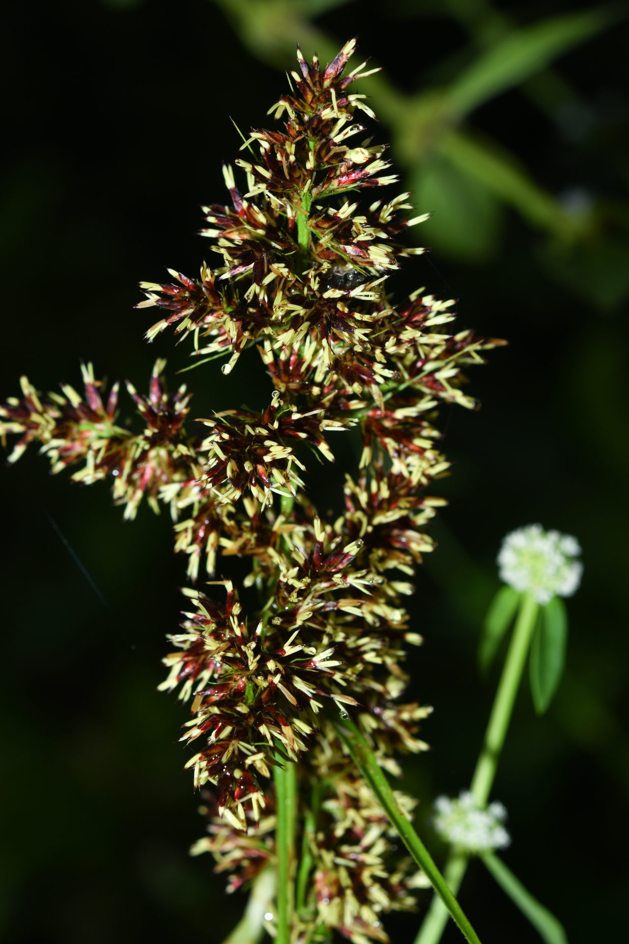 Scleria bracteata Cav. - Photo Bivouac Naturaliste