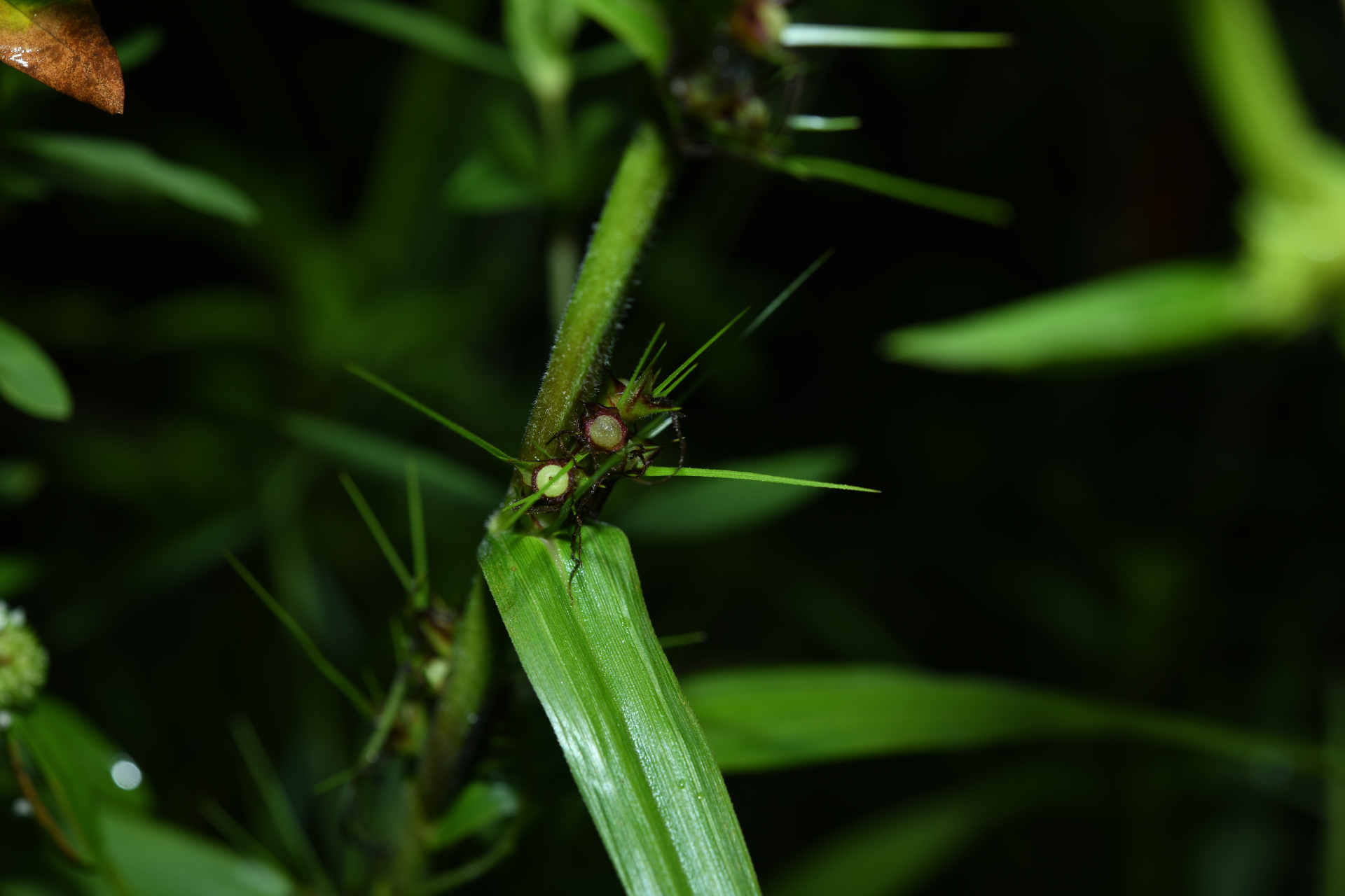 Scleria bracteata Cav. - Photo Bivouac Naturaliste