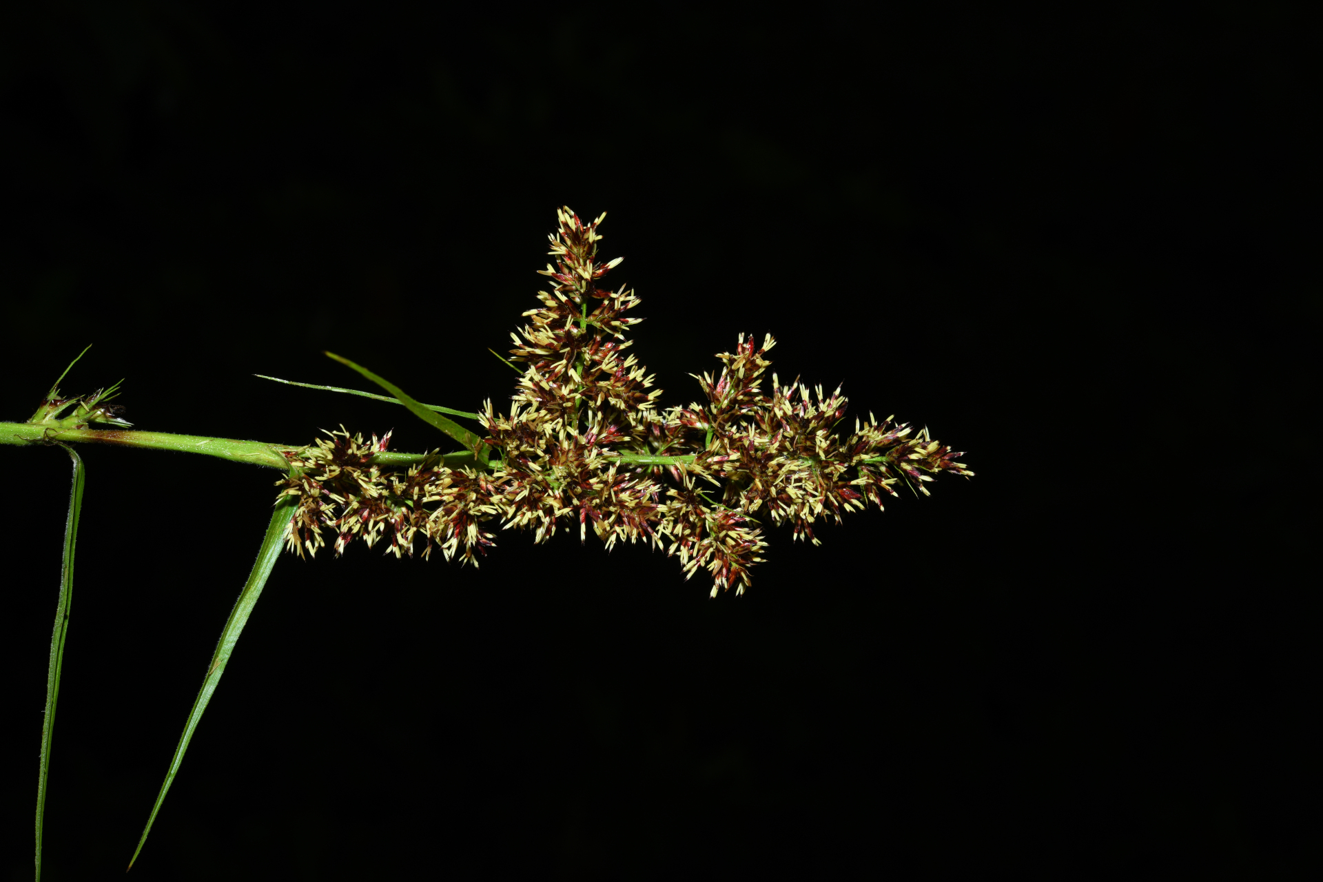 Scleria bracteata Cav. - Photo Bivouac Naturaliste