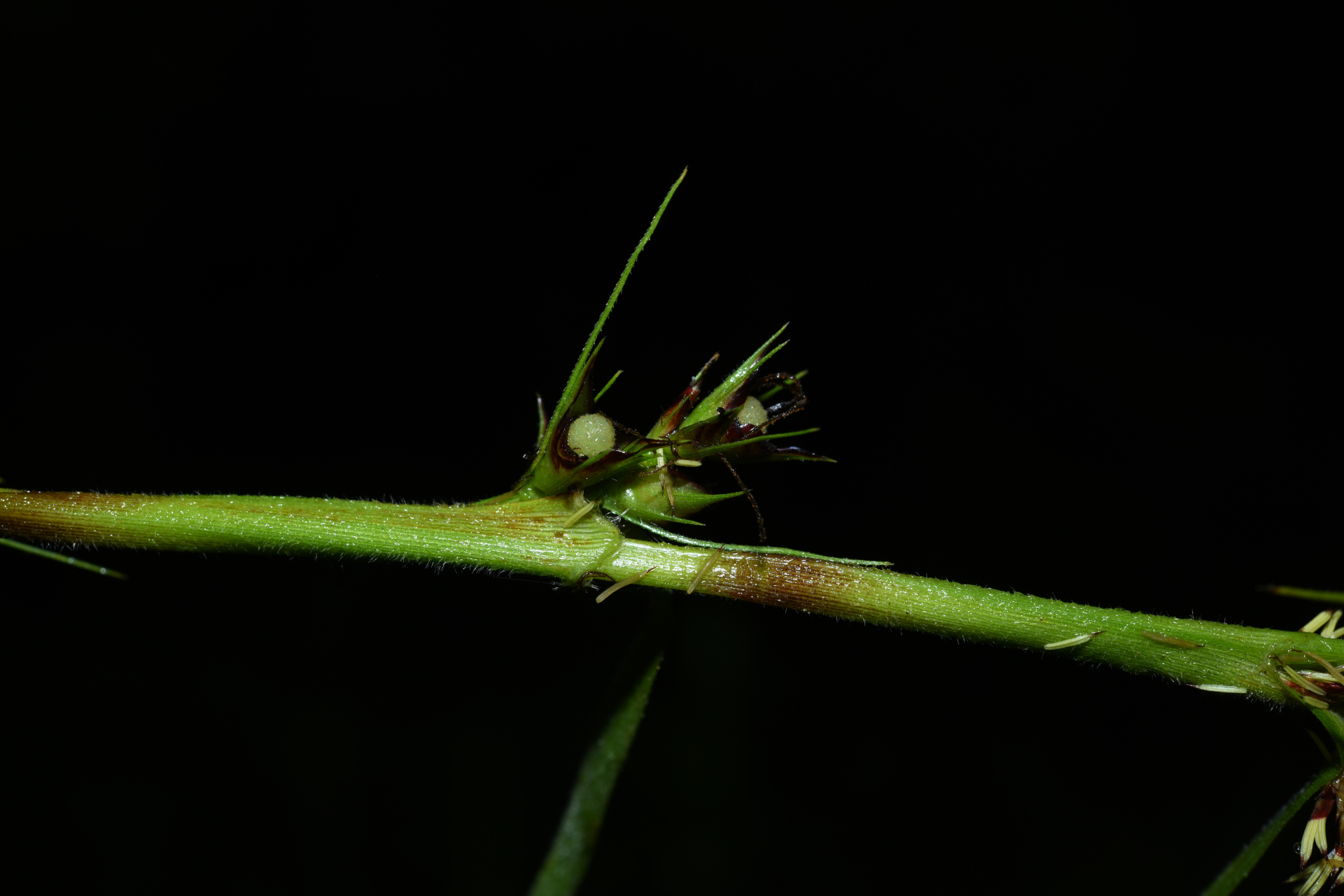 Scleria bracteata Cav. - Photo Bivouac Naturaliste